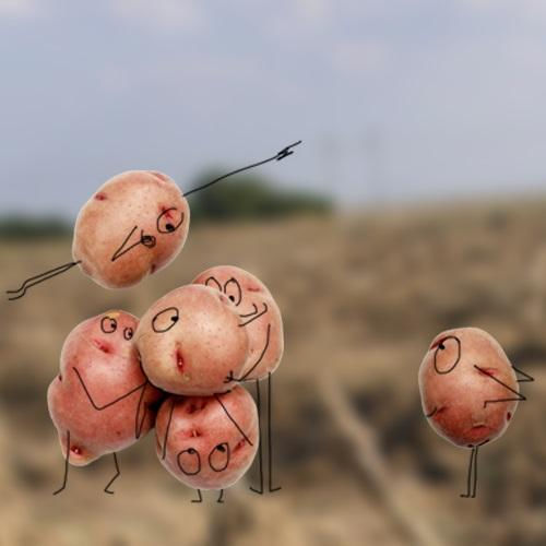 Le légume du mois : la pomme de terre Le légume du mois : la pomme de terre