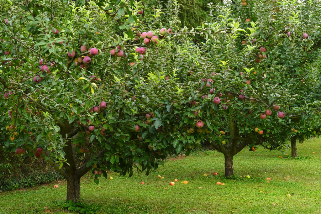 LORGIS SOLANGE - FRUITS LORGIS SOLANGE - FRUITS