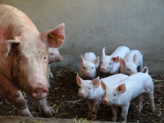 LE PORC SAIN LE PORC SAIN