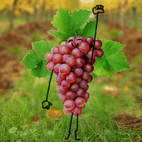 En Septembre, le raisin est à l'honneur chez Biocoop En Septembre, le raisin est à l'honneur chez Biocoop